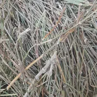 ریش بزی یا افدرا یا هوم|خوردنی و آشامیدنی|تهران, ابوذر|دیوار