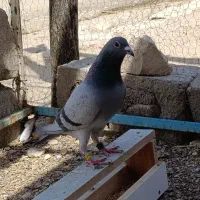 پلاکی گرفتی|حیوانات|چگنی, |دیوار