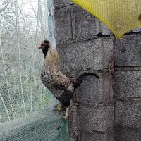 خروس تزئینی گُلین|حیوانات مزرعه|رضوانشهر, |دیوار