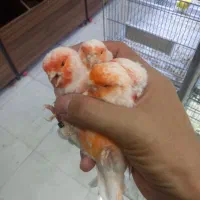 قناری موزاییکی اورجینال