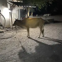 فروش گاو آبستن