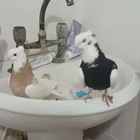 کفتر طوقی  ۱۶۰۰|پرنده|ساری, |دیوار