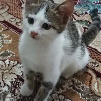 گربه|گربه|ماسال, |دیوار