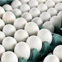 فروش تخم مرغ روز به قمت عمده