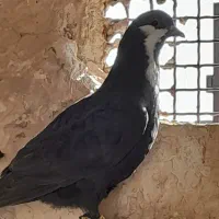 پلاس جوجه ریش زاهدانی|پرنده|قم, نیروگاه|دیوار