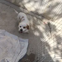 اشپیتز|سگ|مسجد سلیمان, |دیوار