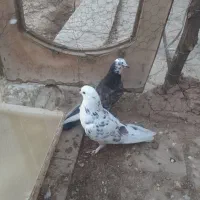 ۴عددکبوتر ۲تانر ۲تاماده یجا ۶۰۰