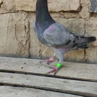 کبوتر پلاکی|پرنده|چرداول, |دیوار