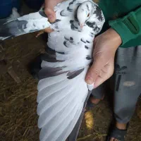 کبوتر پرشی|حیوانات|کوچصفهان, |دیوار