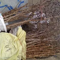 اغاز فروش نهال زرشک وعناب وسنجد از تولید کننده|خدمات باغبانی و درختکاری|مشهد, احمدآباد|دیوار