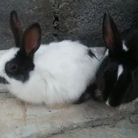 دو خرگوش محلی