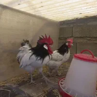 جوجه یک روزه تا یک ماهه انواع نژادها