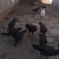 مرغ خروس  سیاه مشکی محلی خوماله|حیوانات مزرعه|نقده, |دیوار