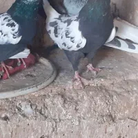 کفتر|پرنده|تربت‌حیدریه, بهشت عسکری|دیوار
