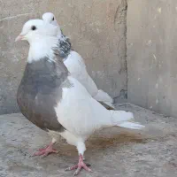 کبوتر طوقی زرین|پرنده|شاهین‌شهر, عطار|دیوار