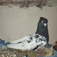 کبوتر