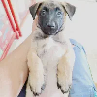 واگذاری توله مالینویز