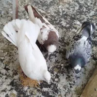 ۳تا کفتر گرفتنی