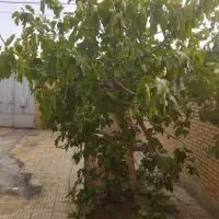 اجاره-منزل-مسکونی