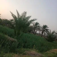 بذر یونجه