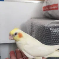 جوجه عروس هلندی فوق دستی