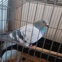 کبوتر|پرنده|کرمان, |دیوار