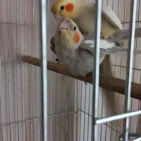 لوتینو نر مست مست آماده جفت گیری