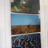 تلویزیون ۵۵ اینچ اسنوا