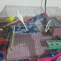 معاوض باجوجه قناری نر|پرنده|مشکیندشت, |دیوار