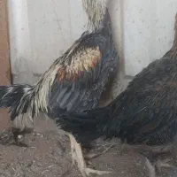 یک خروس لاری با دوتا مرغ لاری سالم