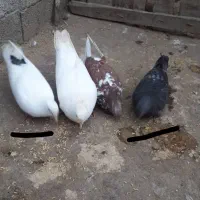 کبوتر|پرنده|ماسال, |دیوار