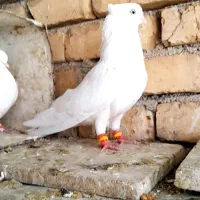 تهرونی