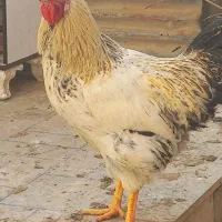 مرغ وخروس|حیوانات مزرعه|رباط‌کریم, رباط‌کریم|دیوار