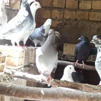 فروش انواع کبوتر یکجا|پرنده|اصفهان, کوی امیریه|دیوار