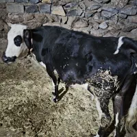 گاوه ابستن سنگین