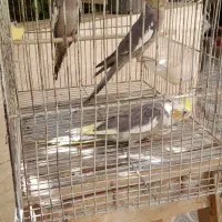 سه عدد عروس هلندی ۳ماه کاملا دونخور ورام