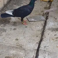 قارا ماده ۷به ۸ کتا بسته