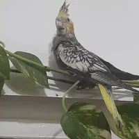 عروس هلندی گلباقالی|پرنده|اهواز, زندوکیلی|دیوار