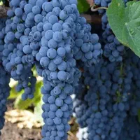 نهال انگور  ( ریشه )