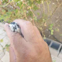 فروش سهره|پرنده|شیراز, گویم|دیوار