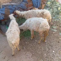 میش