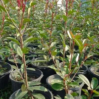 فوتونیا|گل و گیاه طبیعی|کلاچای, |دیوار