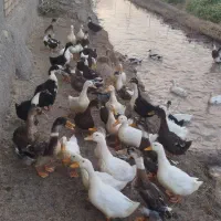 تعدادی اردک بالغ سالم و سرحال