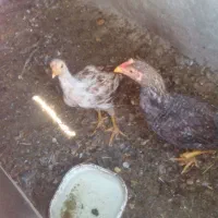 دوتا نوچه خروس و مرغ محلی اصیل لاری|حیوانات مزرعه|زاهدان, |دیوار