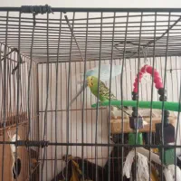 یک جفت مرغ عشق آماده تخم گذاری