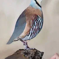 پر نقش نگار