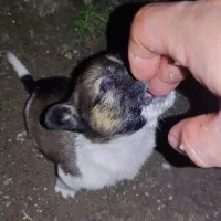 واگذارتوله دورگ سرابی|سگ|آستارا, |دیوار