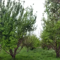 فروش فوری باغ سیب،موقعیت عالی کنار جاده اصلی