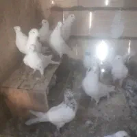 کبوتر سفید پرشی|پرنده|شازند, |دیوار