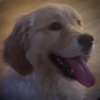 سگ گلدن بسیار اصیل